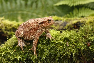 Common toad, Bufo bufo clipart