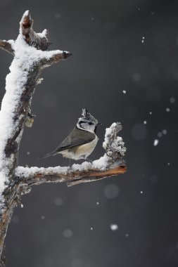 Tepeli baştankara, parus cristatus