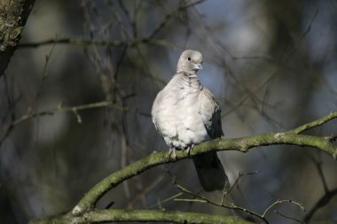 yakalı güvercin, streptopelia decaocto