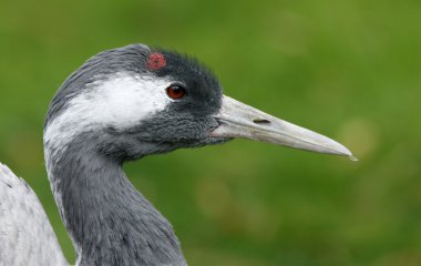 Yaygın vinç, Grus Grus