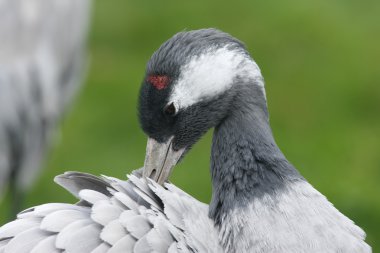 Yaygın vinç, Grus Grus