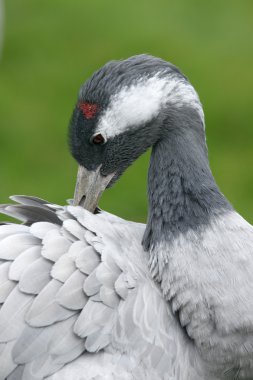 Yaygın vinç, Grus Grus