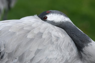 Yaygın vinç, Grus Grus