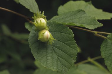 Yaygın ela, Corylus avellana,