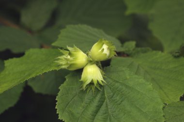 Yaygın ela, Corylus avellana,