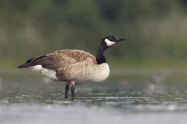 Kanada kazı, Branta kanadensis
