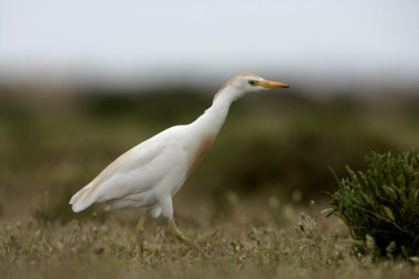 sığır balıkçıl, Bubulcus ibis