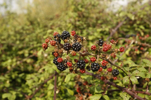 Zarza, Rubus fruticosus — Foto de Stock