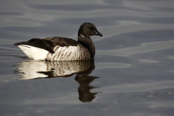 Brent-Gans, branta bernicla hrota — Stockfoto