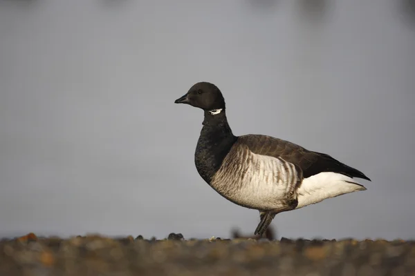 Brent goose, Branta bernicla hrota — Stock Photo, Image