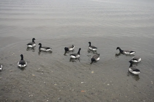 Brent ganso, Branta bernicla hrota — Fotografia de Stock