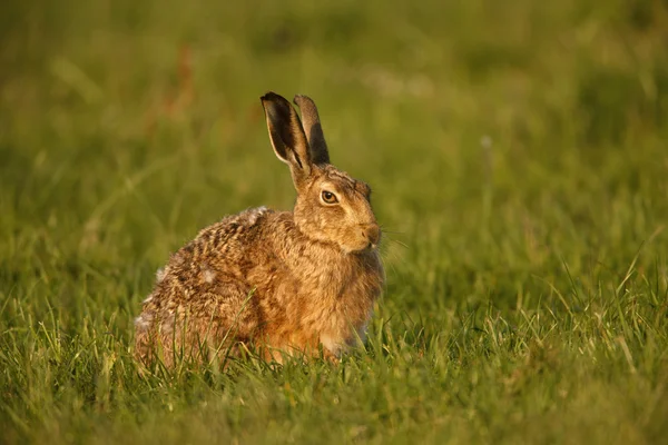 棕色野兔，天兔座 europaeus — 图库照片