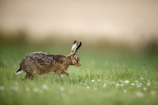 棕色野兔，天兔座 europaeus — 图库照片