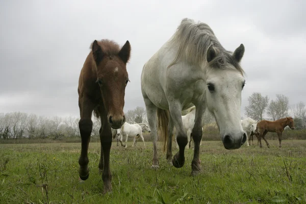 Camargue białego konia — Zdjęcie stockowe