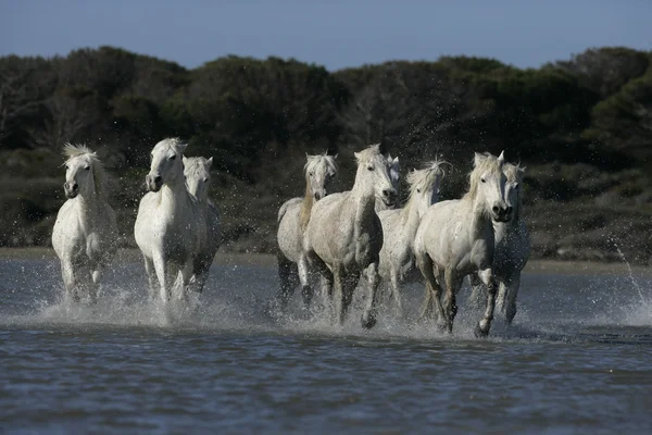 Camargue vita hästen — Stockfoto