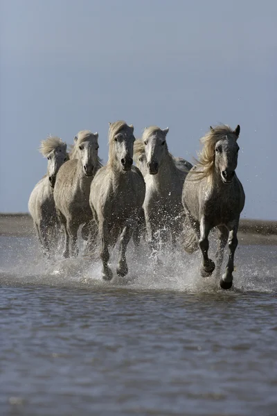 Camargue white horse — Stock Photo, Image