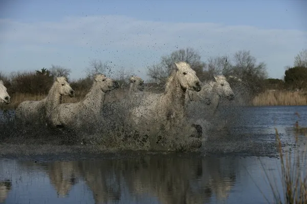 Camargue białego konia — Zdjęcie stockowe