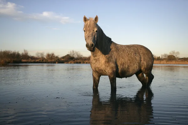 Camargue hvit hest – stockfoto