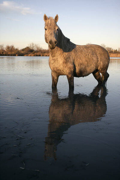 Camargue white horse