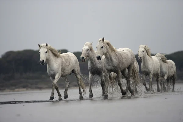Camargue hvit hest – stockfoto