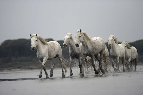 Camargue white horse — Stock Photo, Image