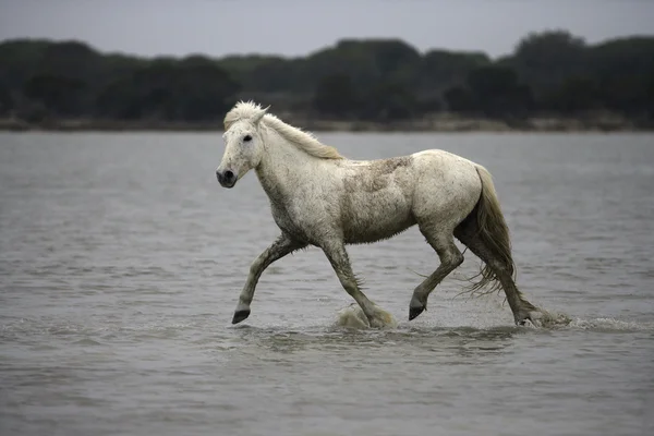 Camargue hvid hest - Stock-foto