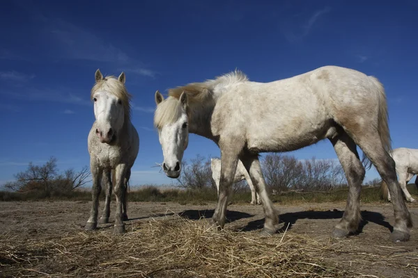 Camargue cavalo branco — Fotografia de Stock