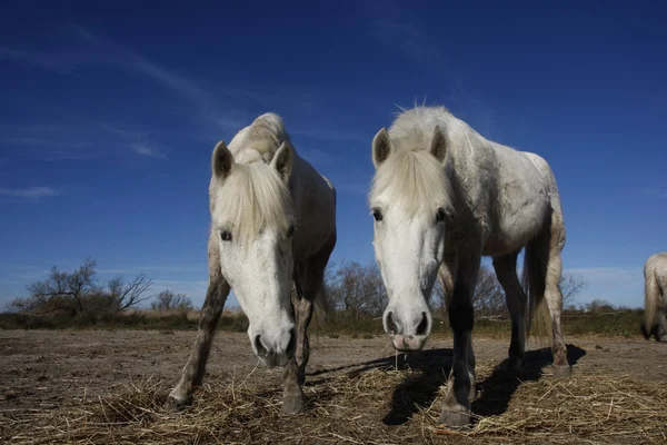 カマルグとコート ・白い馬 — ストック写真