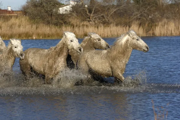 Camargue białego konia — Zdjęcie stockowe