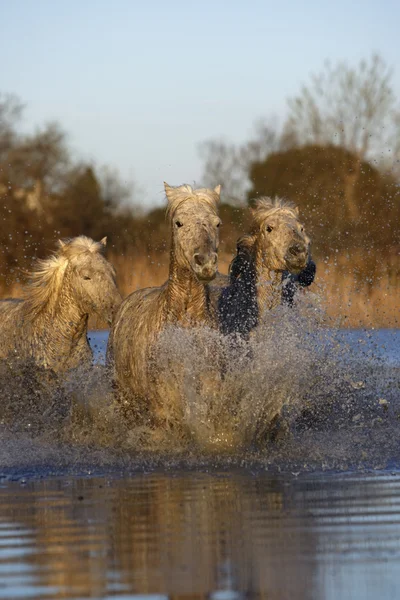 Camarga caballo blanco — Foto de Stock