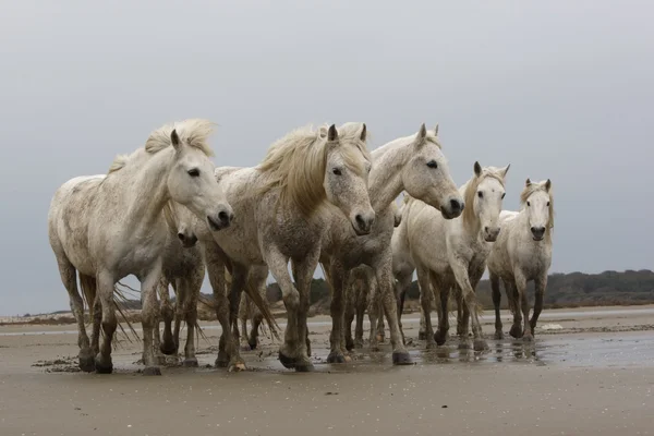 Camargue vita hästen — Stockfoto
