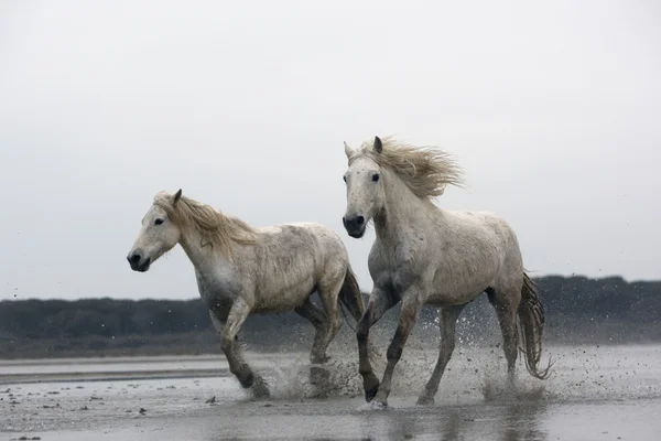 Camargue białego konia — Zdjęcie stockowe