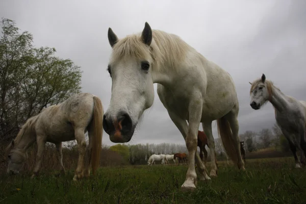 Camargue fehér ló — Stock Fotó