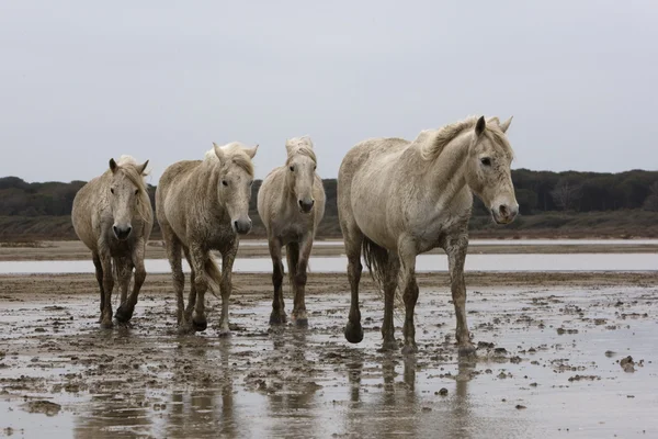 Camargue cavalo branco — Fotografia de Stock