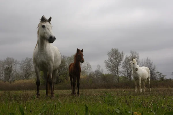 Camargue fehér ló — Stock Fotó