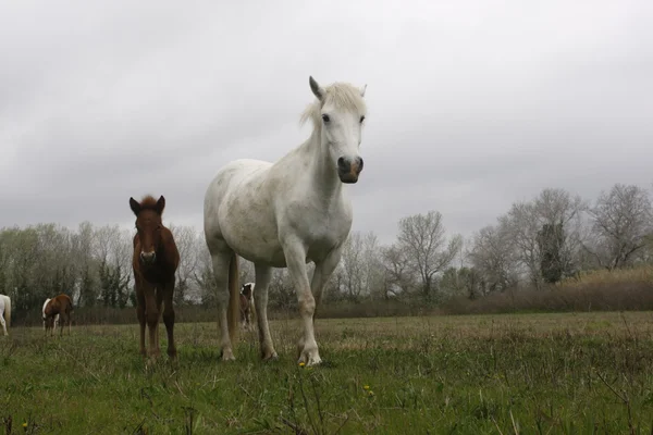 Camargue vita hästen — Stockfoto