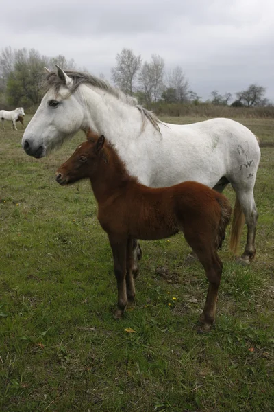 Camargue vita hästen — Stockfoto