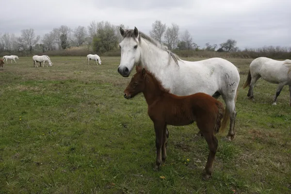 Camargue fehér ló — Stock Fotó