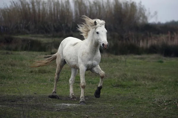 Camargue białego konia — Zdjęcie stockowe