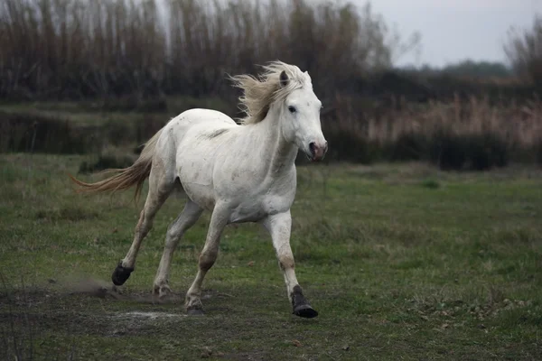 Camarga caballo blanco — Foto de Stock