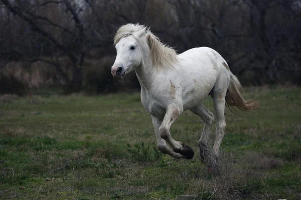 Camargue cavalo branco — Fotografia de Stock