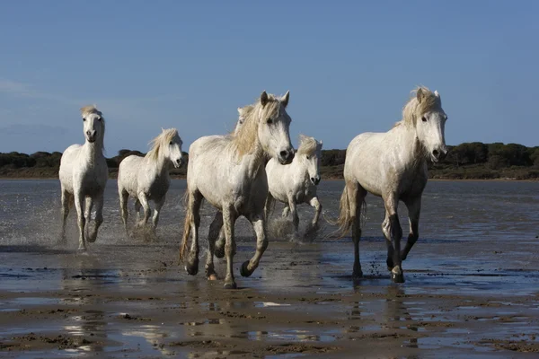 Camargue wit paard — Stockfoto