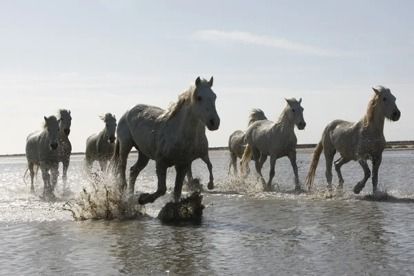 Camargue białego konia — Zdjęcie stockowe