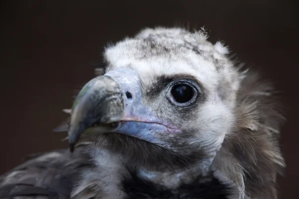 Eurasian black vulture Aegypius monachus — Stock Photo, Image