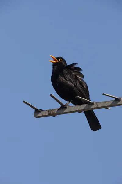 Blackbird turdus Kos — Stock fotografie