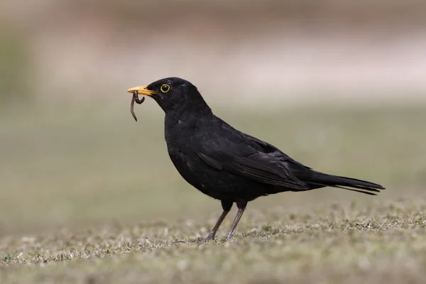 Κότσυφας turdus merula — Φωτογραφία Αρχείου