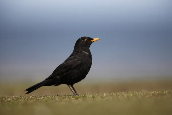 Merle noir Turdus merula — Photo