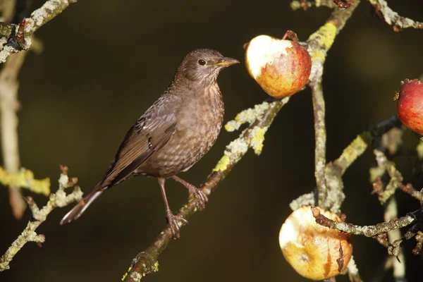 Merle noir Turdus merula — Photo