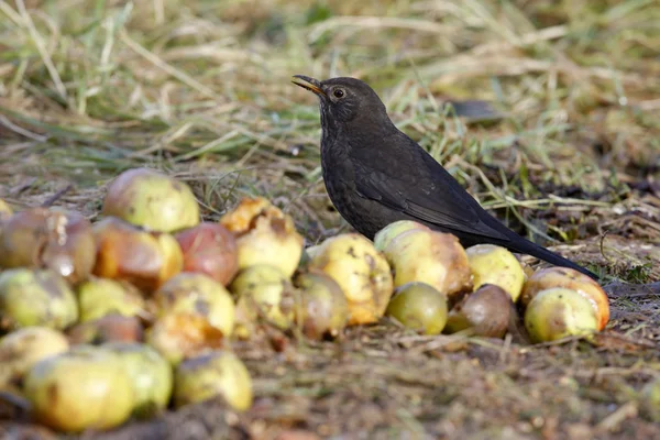 Pássaro-preto Turdus merula — Fotografia de Stock