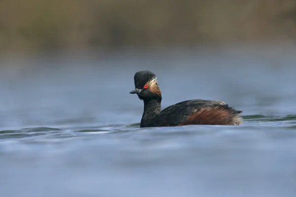 Black-necked grebe, Podiceps nigricollis — Stock Photo, Image